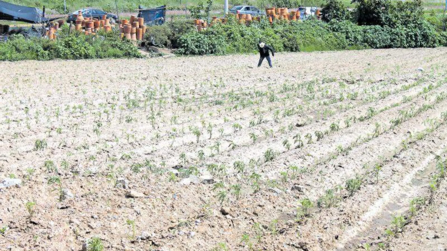 Campo, siembra, campesinos